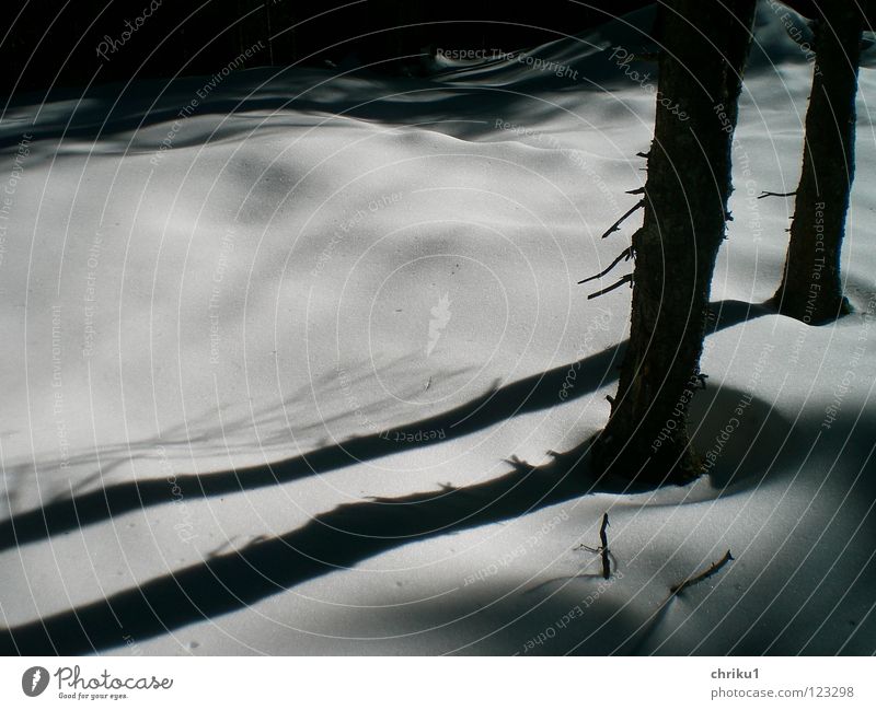 fast schwarz weiß.... wandern Bergsteigen Schneelandschaft Wald Baum ruhig Baumstamm Schneedecke Außenaufnahme Winter Schatten weiche Formen