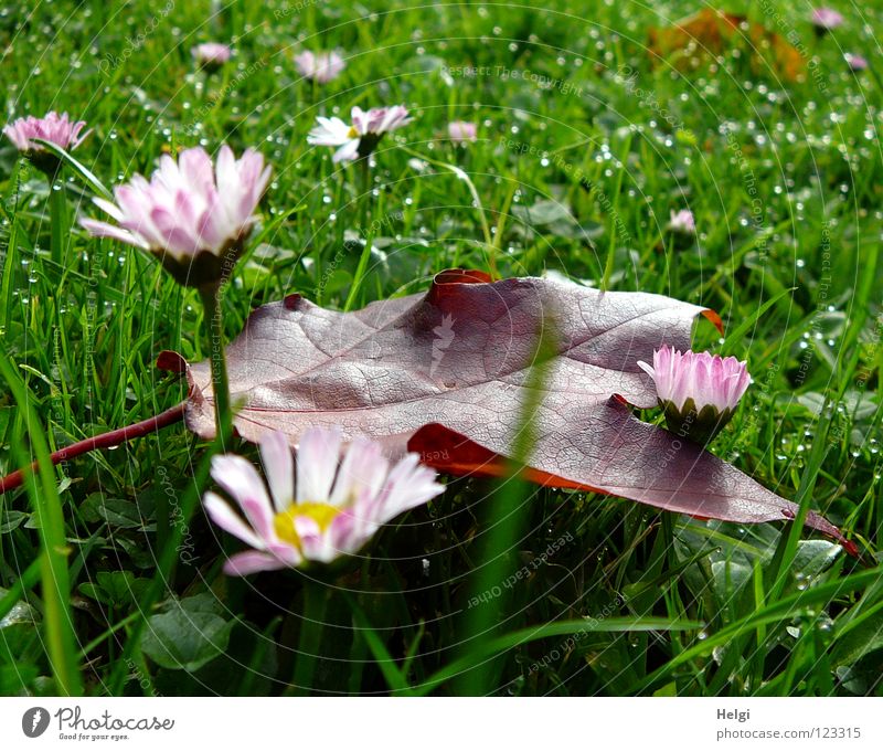 Herbst-Nachlese... Blatt Ahorn Ahornblatt rot mehrfarbig Wiese Gras Halm vertikal stehen Morgen Tau nass Gefäße grün braun gelb Blume Gänseblümchen Blütenblatt
