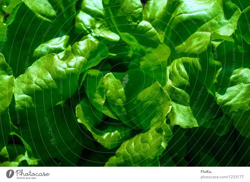 frisches grün Lebensmittel Salat Salatbeilage Ernährung Bioprodukte Vegetarische Ernährung Diät Natur Pflanze Blatt Gesundheit lecker Vegane Ernährung