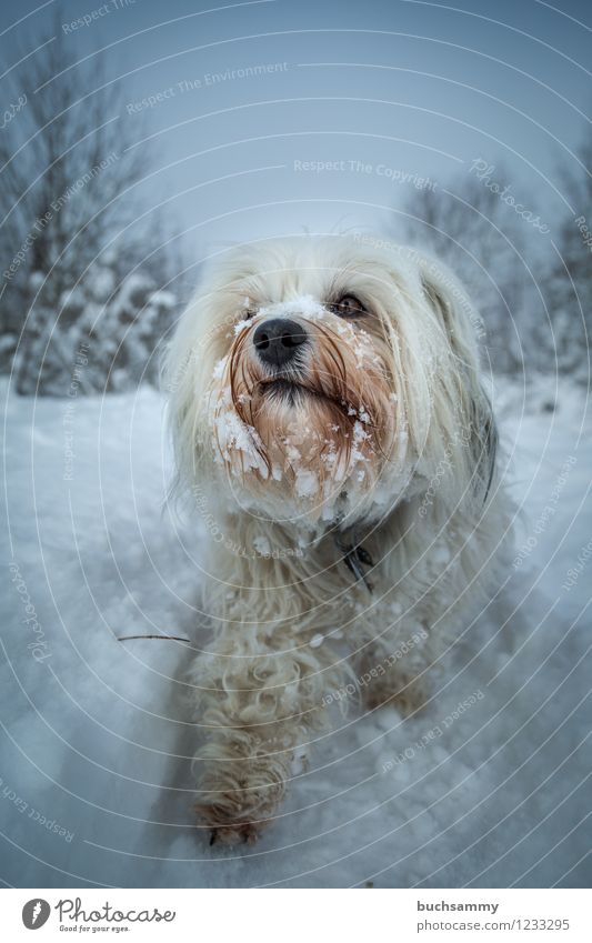 Schneehund Natur Tier Winter schlechtes Wetter Eis Frost Schneefall Fell langhaarig Haustier Hund 1 klein weiß Bischon Haushund Havaneser bichon Farbfoto