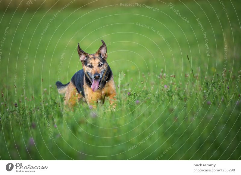 Glücklicher Hund grün ein lizenzfreies Stock Foto von Photocase