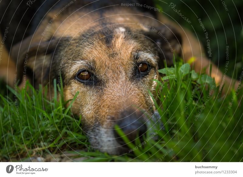 Ruhe Gras Haustier Hund 1 Tier braun grün 2015 Augen Europa Kira Rottweiler Schäferhund deutschland dog eyes Farbfoto Außenaufnahme Textfreiraum rechts