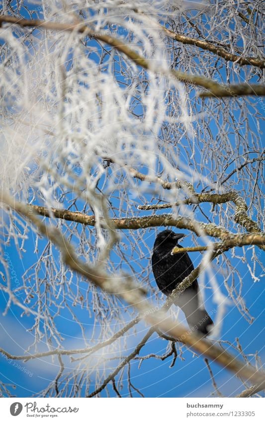 Raben Wetter Tier Vogel 1 sitzen Europa Deutschland Farbfoto Außenaufnahme Tag Starke Tiefenschärfe Froschperspektive Wegsehen