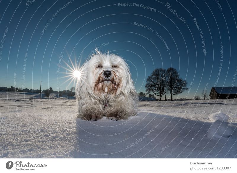 Hund im Winter Schönes Wetter Schnee Tier Haustier 1 liegen Blick blau weiß Deutschland Farbfoto Außenaufnahme Menschenleer Textfreiraum oben Textfreiraum unten