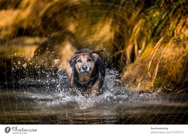 Hund im Wasser Freude Spielen Wassertropfen Frühling Haustier 1 Tier springen nass Geschwindigkeit Mischling Rottweiler Schäferhund Deutschland Farbfoto