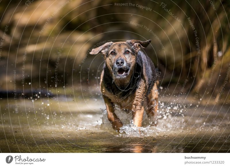Hund im Wasser Freude Spielen Wassertropfen Frühling Tier Haustier 1 springen nass Geschwindigkeit Haushund Mischling Rottweiler Schäferhund Sonntag Farbfoto