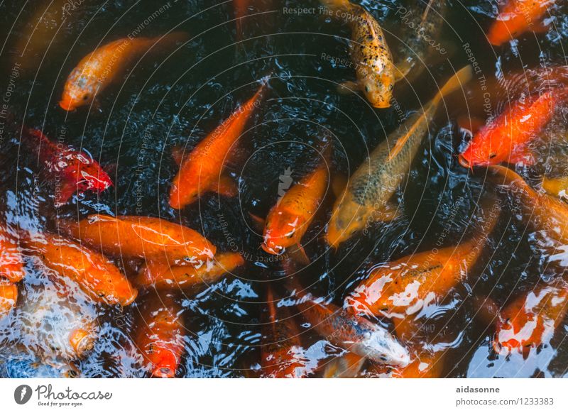 koi Tier Fisch Aquarium Koi Schwarm Tierfamilie Schwimmen & Baden Farbfoto Außenaufnahme Tag Reflexion & Spiegelung