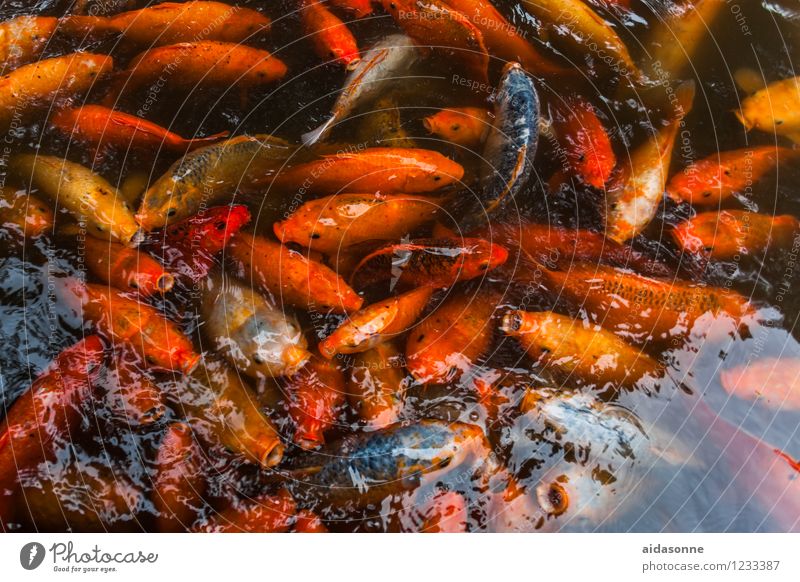Koiteich Tier Fisch Aquarium Schwarm Tierfamilie Schwimmen & Baden Farbfoto Menschenleer Tag Reflexion & Spiegelung Ganzkörperaufnahme
