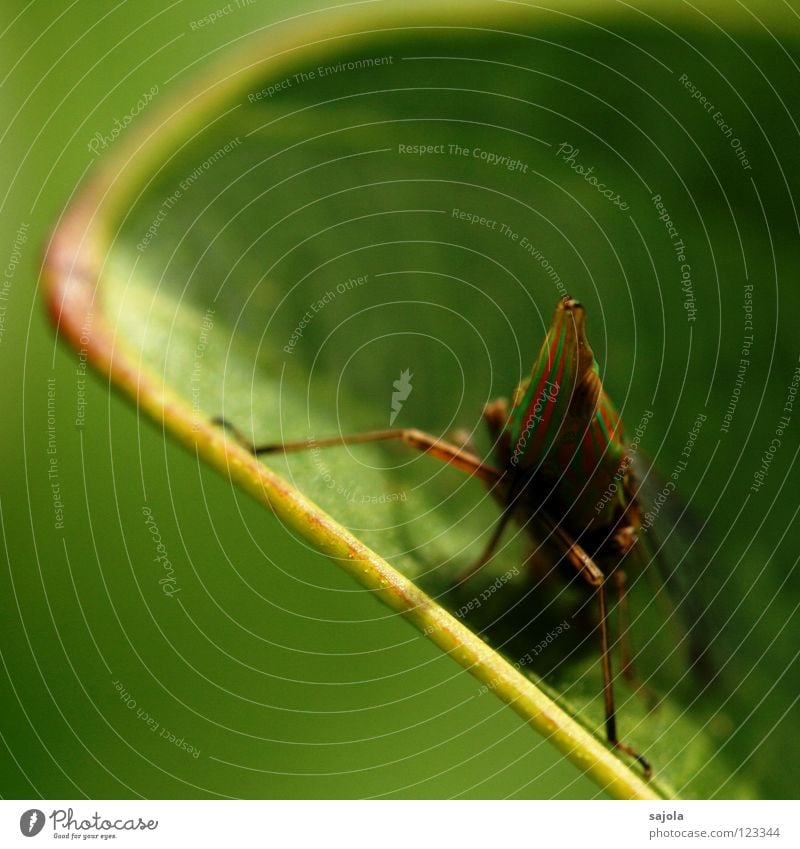 hopadihop Tier Blatt Urwald Käfer Tiergesicht Kopf Auge Beine 1 Blick sitzen warten Spitze grün Zikade gestreift Insekt Asien orange dictyophara laternenträger
