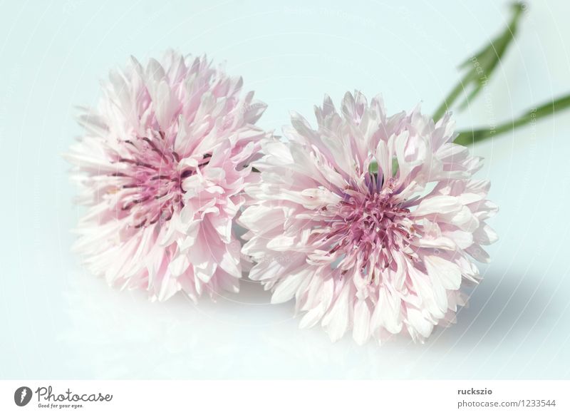 Kornblume; Centaurea; cyanus; Ackerpflanzen; Alternativmedizin Natur Pflanze Blume Blüte Wildpflanze Feld Blühend frei rosa weiß Flockenblume Kornblumenbluete