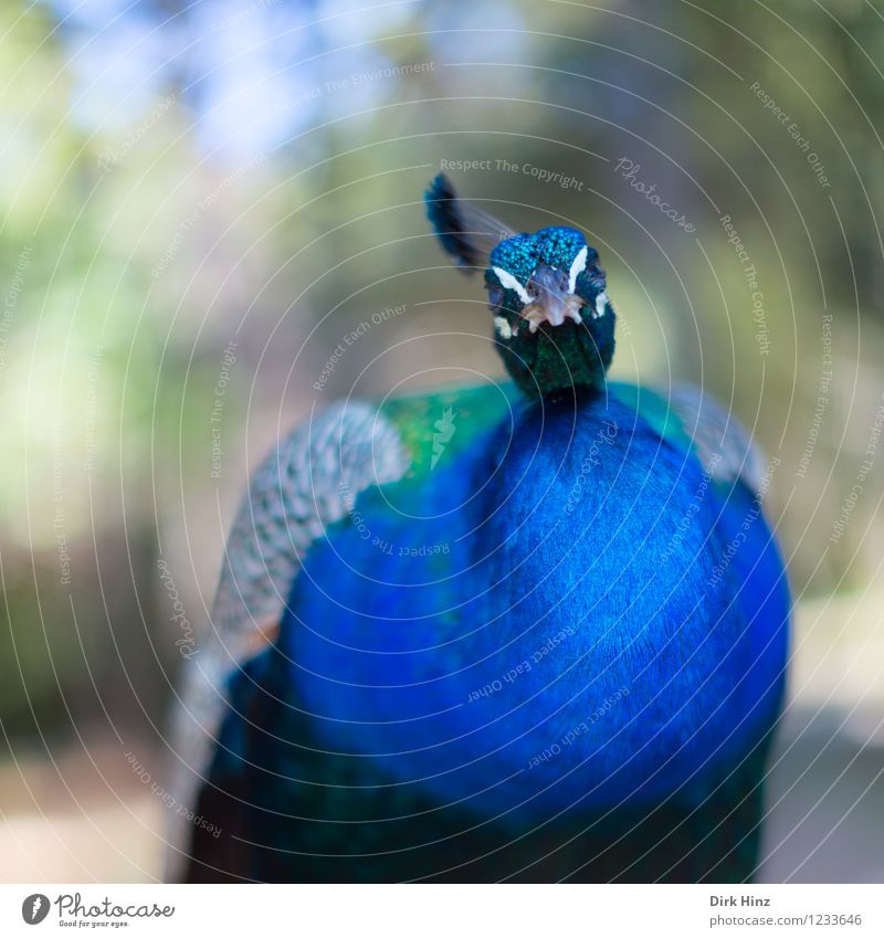 So ein Pfau Tier Wildtier Vogel Flügel Zoo 1 blau grün Feder Federvieh federartig Blick außergewöhnlich Perspektive Farbfoto Außenaufnahme Detailaufnahme