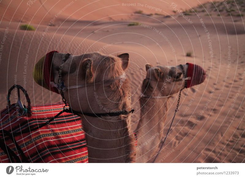 zwei Dromedare in der Rub al-Khali Reiten Ferien & Urlaub & Reisen Ferne Sand Wüste Nutztier 2 Tier exotisch Zusammensein schön Stimmung Gelassenheit Ausdauer