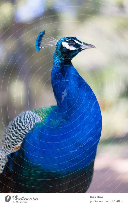 Pfau auf Lokrum Umwelt Natur Tier Wildtier Vogel Tiergesicht Flügel Zoo 1 Gesundheit blau ästhetisch elegant schön Umweltschutz tierisch Tierzucht Tierschutz