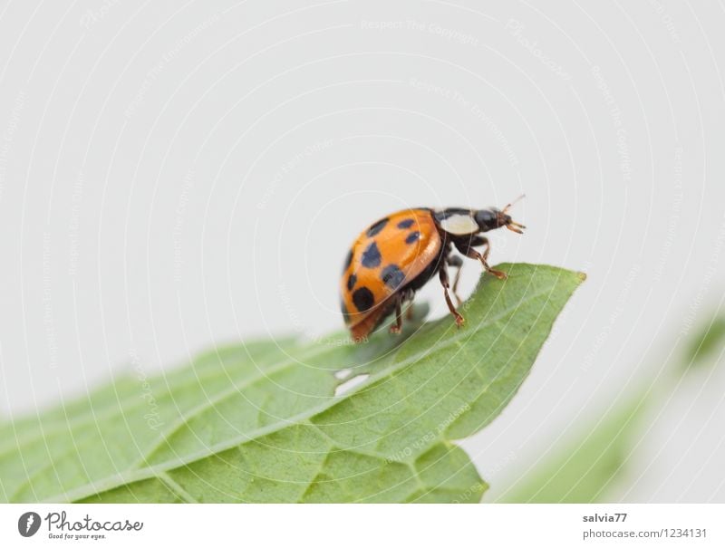 asiatischer Marienkäfer Natur Pflanze Tier Frühling Sommer Blatt Wildtier Käfer 1 krabbeln klein grün orange weiß Neugier Glaube Glück Horizont Umwelt Insekt