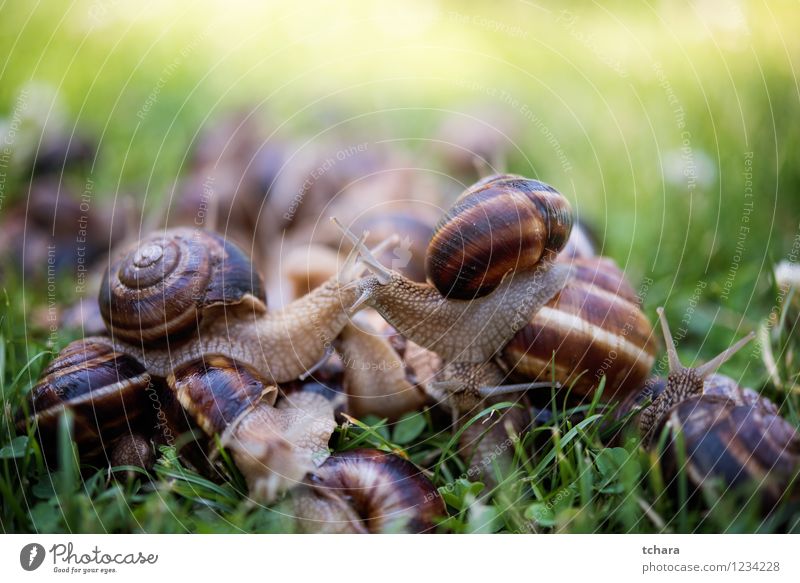 Snais Diät Garten Natur Tier Gras Blatt natürlich schleimig braun grün weiß Riesenglanzschnecke Schnecken Weichtier Wegschnecke Lebensmittel Panzer langsam