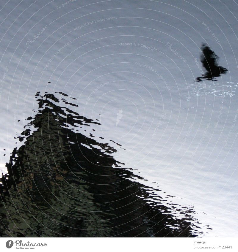 von Vögeln und Pfützen Vogel Taube Gewässer Reflexion & Spiegelung Wellen Haus Dach Dachgiebel obskur Architektur fliegen Wasser Unschärfe