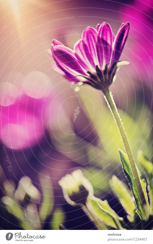 Empore elegant Stil Design harmonisch Natur Pflanze Sonnenaufgang Sonnenuntergang Sonnenlicht Sommer Blume Blatt Blüte Margeritenart Blütenstengel Blütenknospen