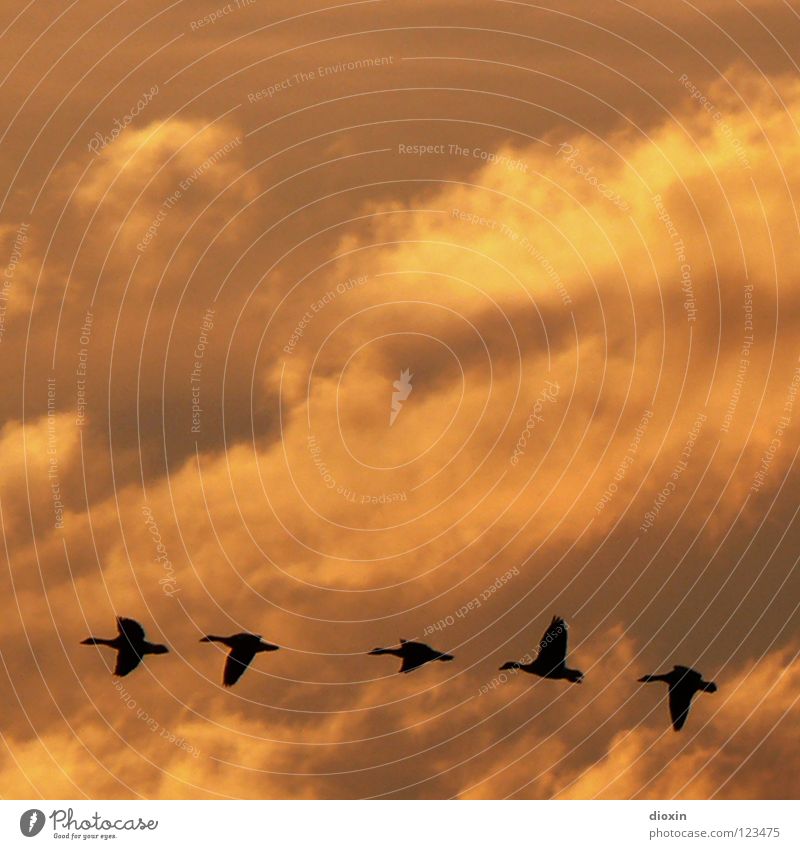 I Like Birds *50* Freiheit Wolken schlechtes Wetter Vogel Flügel fliegen frei Unendlichkeit Fernweh Gans Sonnenuntergang Formation Reihe Führer Außenaufnahme