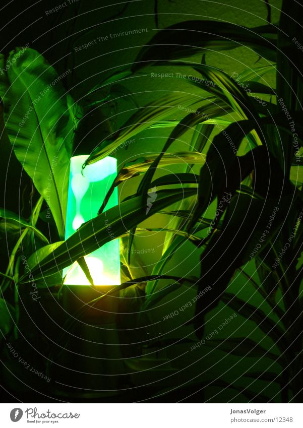 Grüne Lava im Dickicht Lavalampe grün Pflanze Licht dunkel Häusliches Leben
