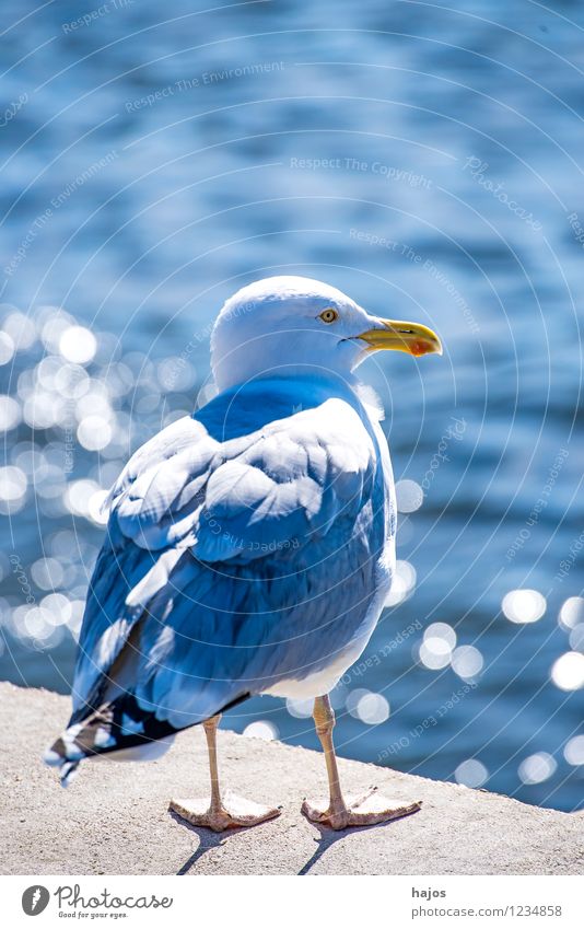 Silbermöwe sitzt im Gegenlicht Natur Tier Wasser Ostsee Hafen Vogel sitzen rund blau Larus argentatus Pontoppidan Mole Reflektionen sonnig hellt Abnedstimmung