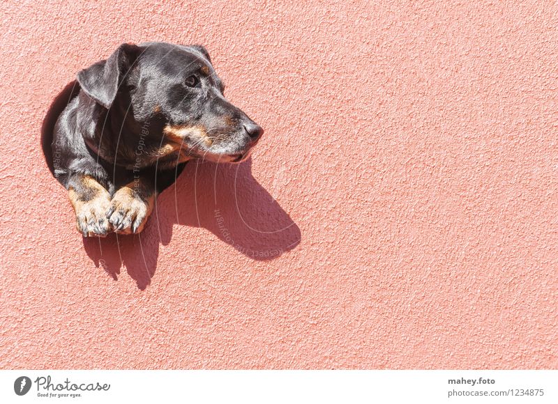 Hingucker Gebäude Mauer Wand Haustier Hund Tiergesicht 1 beobachten Denken genießen Blick Neugier Wärme rosa Geborgenheit achtsam Wachsamkeit Interesse Fernweh