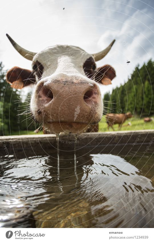 Hmm. Wasser. Natur Landschaft Sommer Klima Wetter Wärme Alpen Tier Nutztier Kuh Fliege 1 Blick trinken lustig nass Neugier Erholung Viehtränke Weide Durst