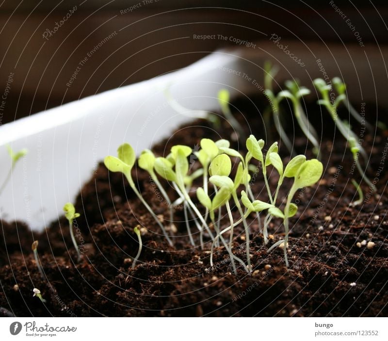 Photosynthese Wunder Botanik Biologie Pflanze Aussaat säen Keim keimen Leitersprosse Licht erleuchten aufgehen Wachstum Erde züchten Stengel Blatt Jungpflanze