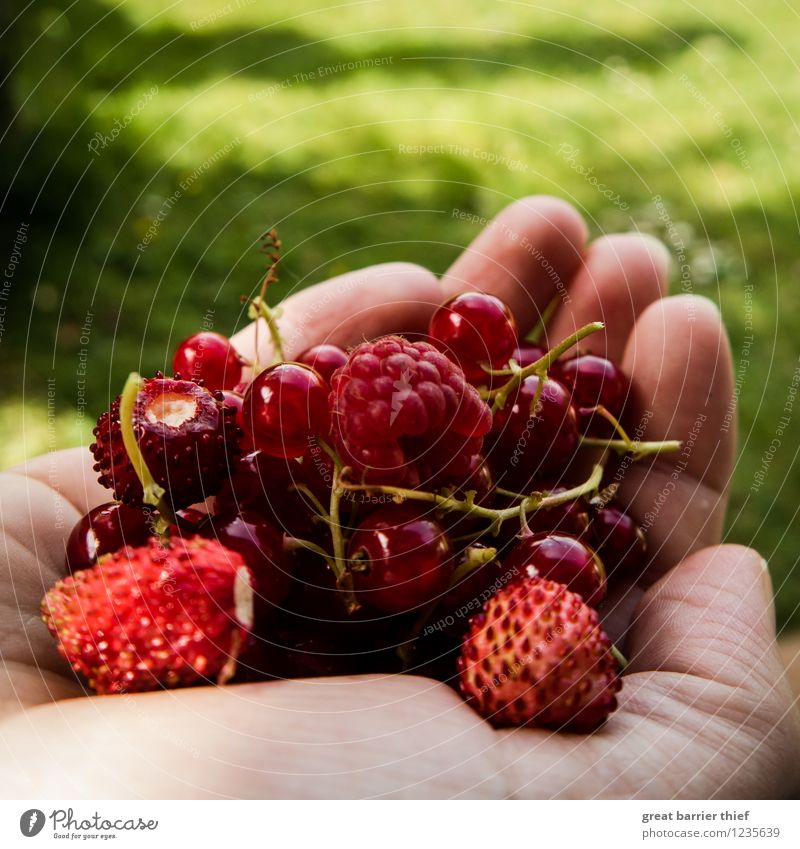 Frisches Obst aus dem Garten Frucht Ernährung feminin Frau Erwachsene Hand frisch Gesundheit natürlich mehrfarbig grün rosa rot Farbfoto Außenaufnahme