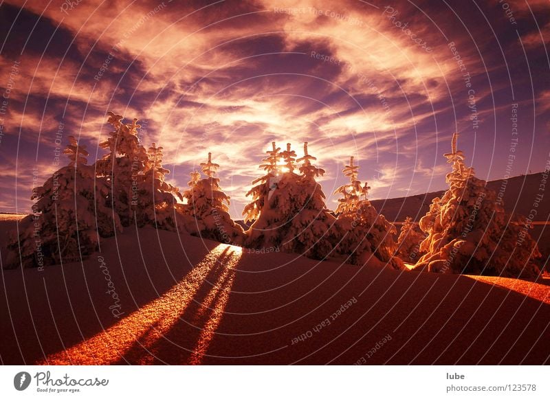 Wintertraum Schneelandschaft Pulverschnee Weihnachtsbaum Tanne Sonnenaufgang Licht Sonnenstrahlen Morgen Lichtstrahl