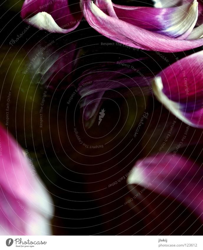 Tulip Tulpe Blume Blüte Blütenblatt weiß violett Spiegel Tisch Reflexion & Spiegelung dunkel Wasserfahrzeug Wachstum Blühend Pflanze Rest Vergänglichkeit