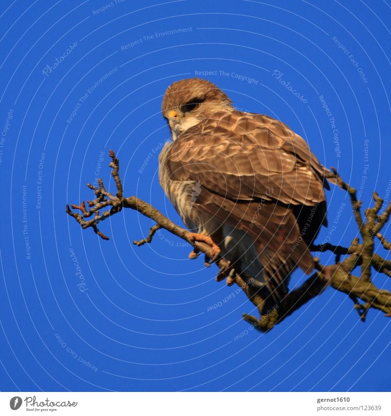 Mäusebussard, oder? Bussard Adler Milan Greifvogel Vogel Jäger Krallen Aussicht braun gelb Schnabel Konzentration Karnivore Beutejäger Blick fliegen blau Himmel