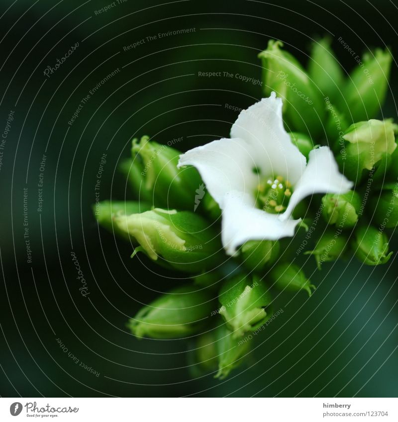 the one Blume Blüte weiß Blütenblatt Botanik Sommer Frühling frisch Wachstum Pflanze Hintergrundbild Makroaufnahme Nahaufnahme flower Detailaufnahme