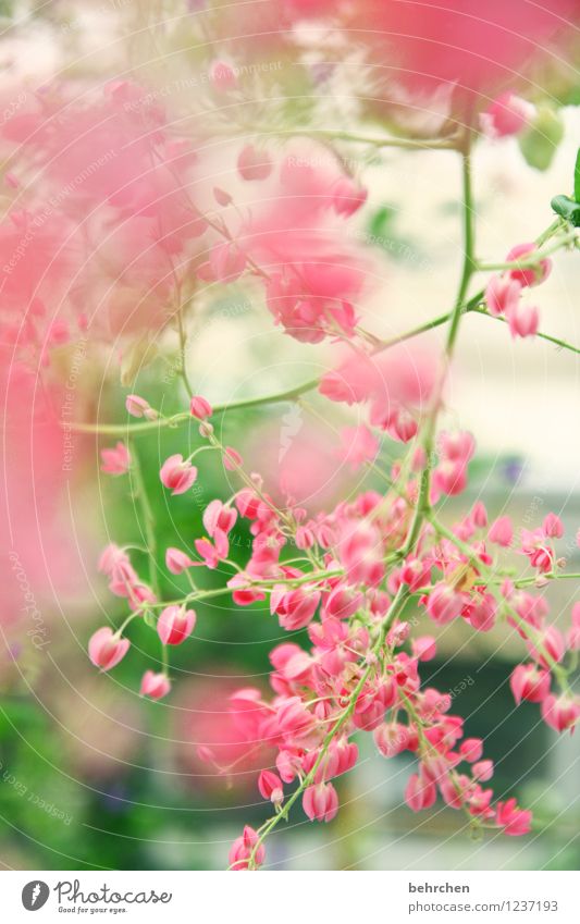 rosa Natur Pflanze Frühling Sommer Schönes Wetter Baum Blatt Blüte Garten Park Wiese Blühend Duft verblüht Wachstum schön Kitsch klein Zweige u. Äste sommerlich