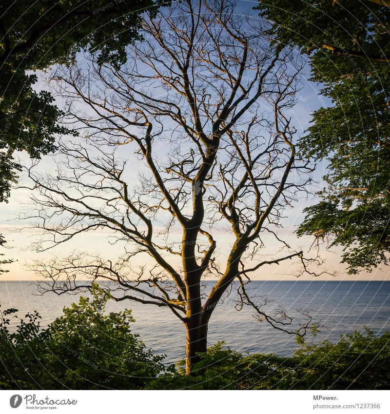 #rügen Umwelt Natur Landschaft Wasser Horizont Sonnenaufgang Sonnenuntergang Klima Klimawandel Schönes Wetter Pflanze Baum Blatt Grünpflanze Wald Urwald Wellen
