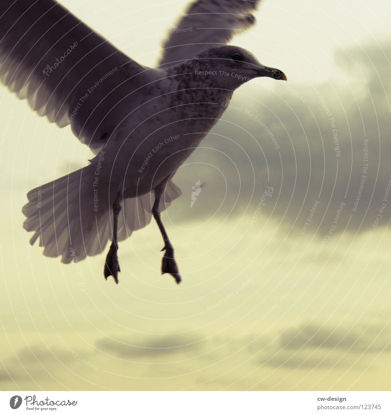 vogelfrei I Fluggerät dunkel Vogel Luft Geschwindigkeit langsam Tier vergangen Zugvogel grau Schnabel schön Wolken schwarz Hintergrundbild Schweben fliegen