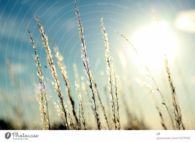 Sonnenuntergang im Weinberg 2 Umwelt Natur Landschaft Pflanze Urelemente Luft Wolkenloser Himmel Horizont Sonnenaufgang Frühling Sommer Herbst Winter Klima