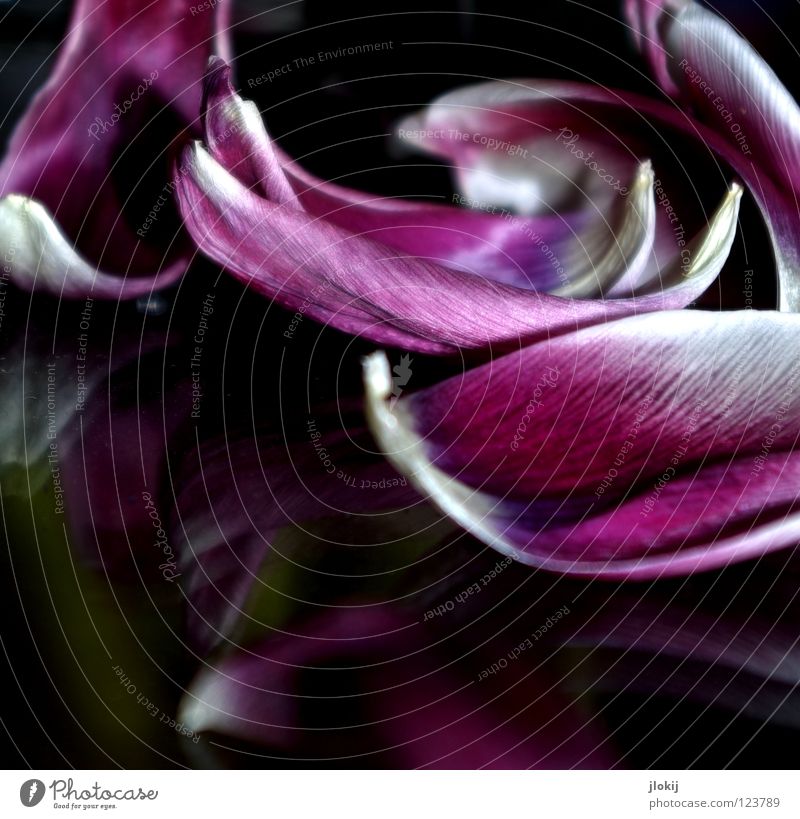 Tulip II Tulpe Blume Blüte Blütenblatt weiß violett Spiegel Tisch Reflexion & Spiegelung dunkel Wasserfahrzeug Wachstum Blühend Pflanze Rest Vergänglichkeit