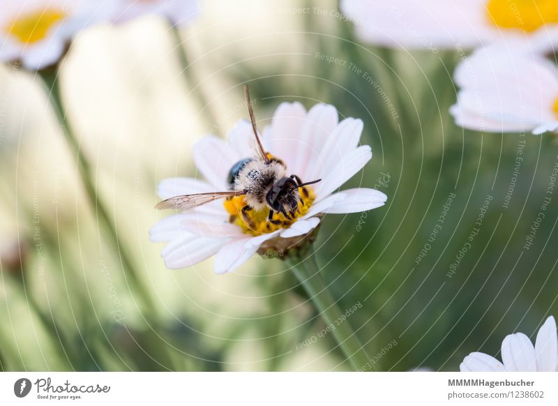 Fleißiges Bienchen Essen Sommer Natur Tier Blume Behaarung Biene klein gelb BestÃ¤ubung BlÃ¼te weiÃŸ BlÃ¼tenstaub flaumig FÃ¼hler sammeln Nahrungssuche Pollen
