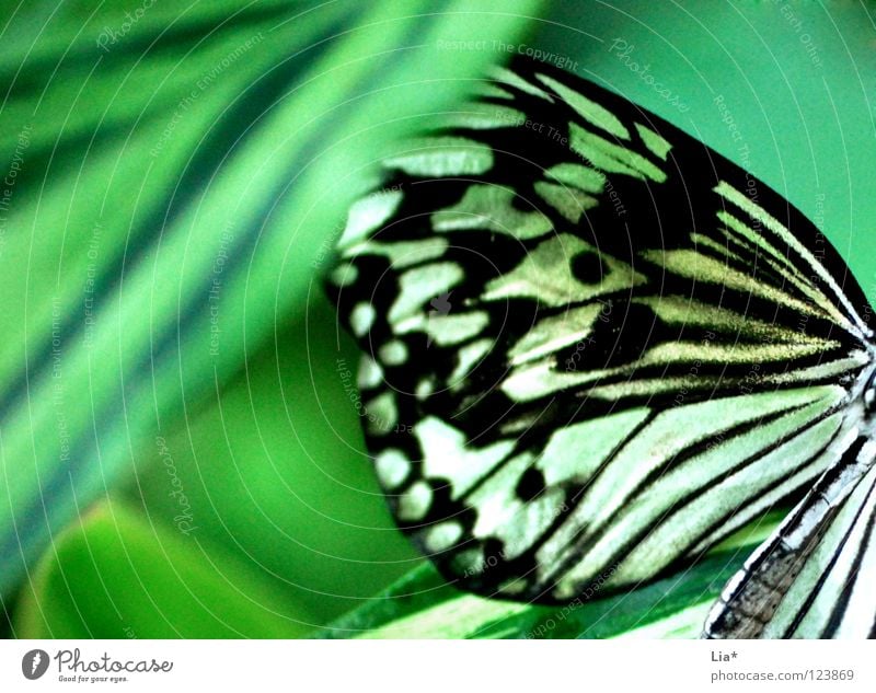 versteckt schön Natur Blatt Schmetterling Flügel Streifen sitzen weich gelb grün schwarz weiß leicht fein Tarnung Insekt Versteck verstecken Punkt Nahaufnahme