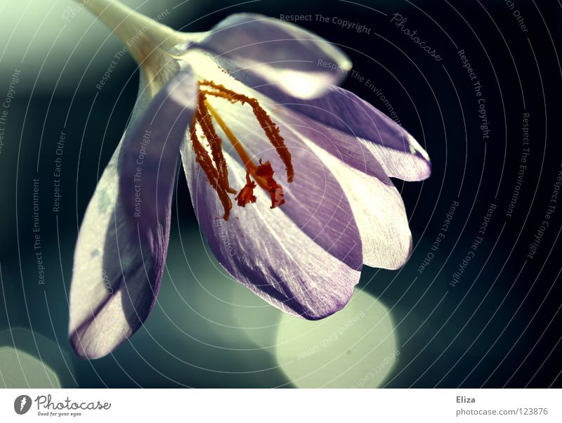 shining Blüte Krokusse Blume Licht nah Frühling violett interessant Lichtpunkt Physik Beleuchtung Makroaufnahme Nahaufnahme Blüttenblätter zwart Schönes Wetter