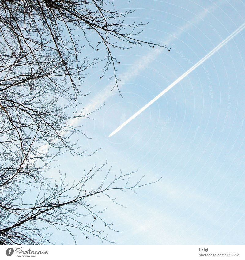 parallel... Flugzeug Ferien & Urlaub & Reisen Streifen Baum lang dünn krumm Buche Buchecker Wolken weiß braun Kondensstreifen Abgas Smog Umweltverschmutzung