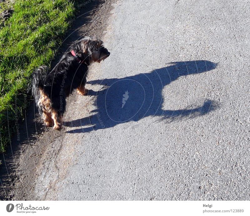 200....Blick zurück... Hund Mischling Dackel Yorkshire-Terrier klein langhaarig Fell Schnauze Hundeschnauze Schwanz Angelrute Bart Nase Halsband Licht Sonne