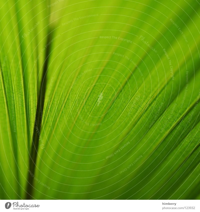 jungle hunt Blatt grün Florida Botanik Urwald Hintergrundbild Park Cocktail Bahamas Strand Ferien & Urlaub & Reisen frisch Makroaufnahme Nahaufnahme Küste