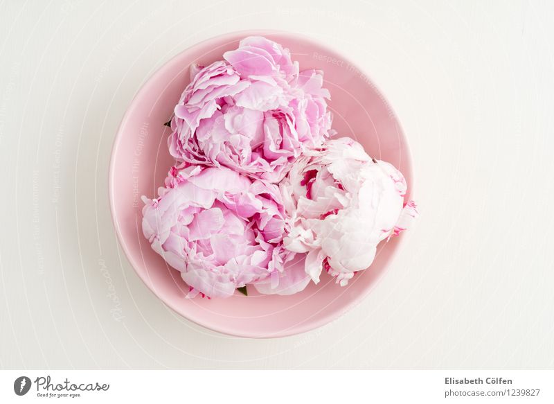 Drei Pfingstrosen Schalen & Schüsseln Dekoration & Verzierung Blume Blüte rosa in voller Blüte blühen Pastellton Blumenarrangement Wellness Farbfoto