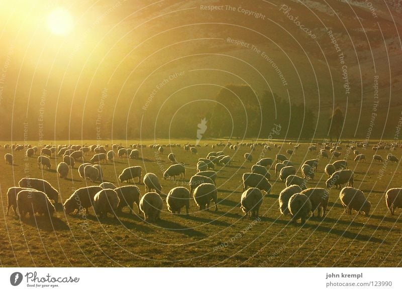 abendschäfchen Schaf Sonnenuntergang Neuseeland Sogn og Fjordane Gras Wiese Licht Fressen Abendessen Mahlzeit Säugetier Lamm Weide Natur Lichterscheinung