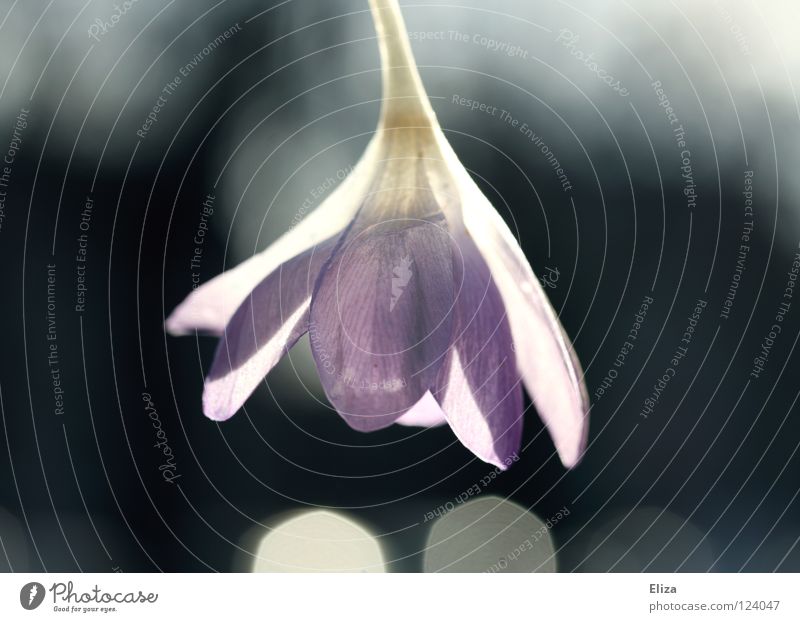 kopfüber Blüte Krokusse Blume Licht nah Frühling violett Sonne interessant Lichtpunkt Physik Beleuchtung Makroaufnahme Blüttenblätter zwart Schönes Wetter Natur
