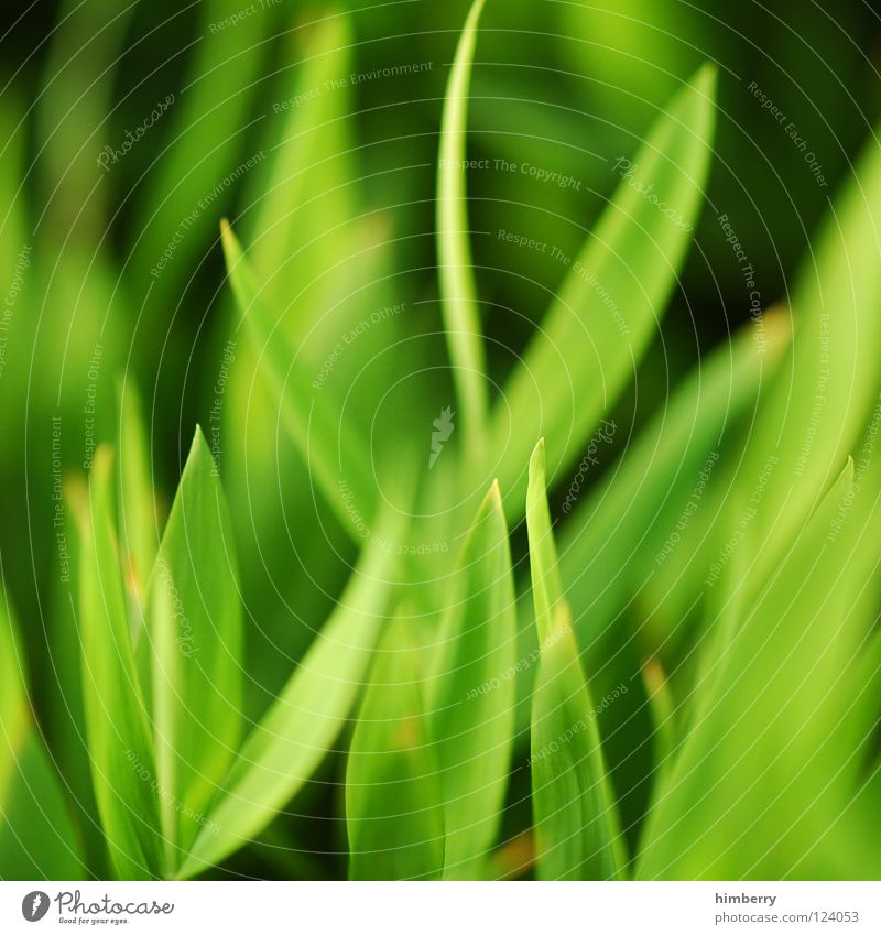 grasgeflüster grün Florida Botanik Urwald Hintergrundbild Park Bahamas Strand Ferien & Urlaub & Reisen frisch Pflanze Wachstum Gras Makroaufnahme Nahaufnahme