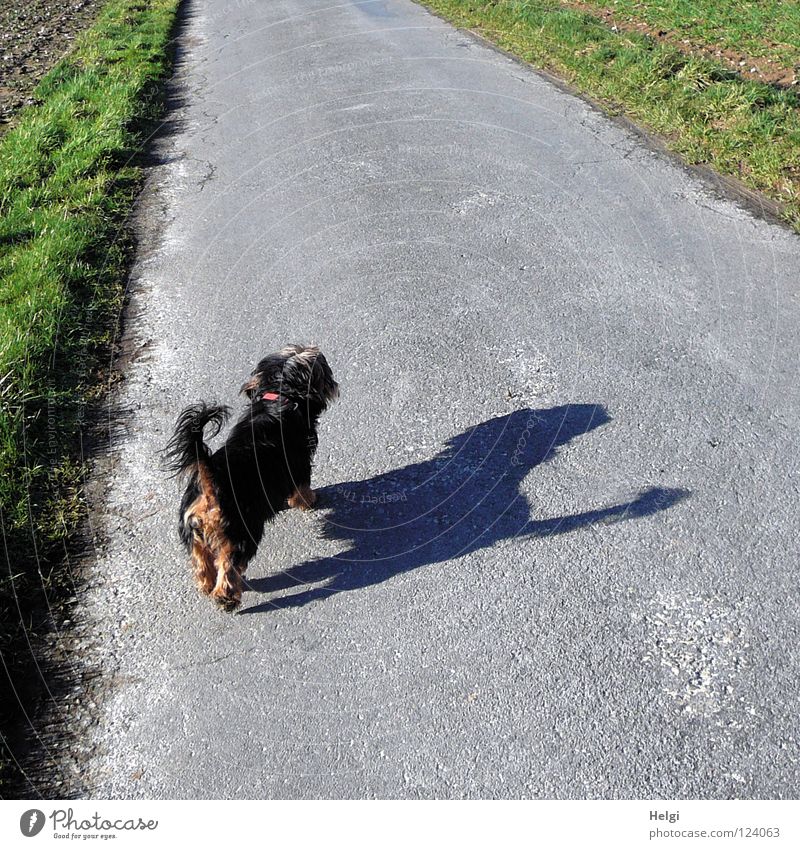 Rückansicht eines kleinen schwarzen Hundes  mit großem Schatten auf einer Straße Mischling Dackel Yorkshire-Terrier langhaarig Fell Schnauze Hundeschnauze