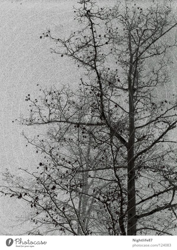 Knospen im Niesel-Nebel Baum Nieselregen grau Wald Geäst Winter kalt Wolken Trauer Verzweiflung Blütenknospen Ast Baumkrone Wetter Regen Natur