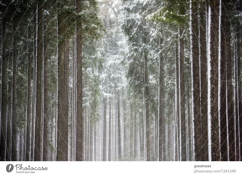 Winterwald Sonne Schnee Natur Sonnenlicht Eis Frost Schneefall Baum Fichte Fichtenwald Wald Holz kalt grün schwarz weiß Einsamkeit ruhig Baumstamm Kiefer